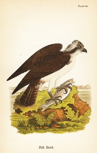 Fiskehauk eller fiskeørn, Pandion haliaetus