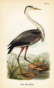 Stor blåhegre, Ardea herodias av John James (after) Audubon
