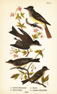 Stor fluesnapper, Myiarchus crinitus 1, østlig phoebe, Sayornis phoebe 2, østlig skogsnapp, Contopus virens 3 og acadian fluesnapper, Empidonax virescens 4 av John James (after) Audubon