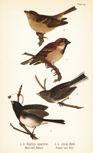 Gråspurv, Passer domesticus og mørkøyd junco, Junco hyemalis