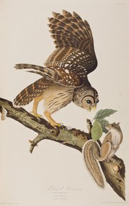 Illustrasjon fra 'Birds of America' av John James Audubon av John James (after) Audubon