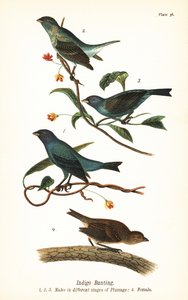 Indigo-spurv, Passerina cyanea, hanner i forskjellige stadier av fjærdrakt 1,2,3 og hunn 4