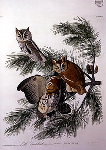 Little Screech Owl, fra 