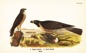 Merlin, Falco columbarius 1 og vandrefalk med and, Falco peregrinus 2 av John James (after) Audubon