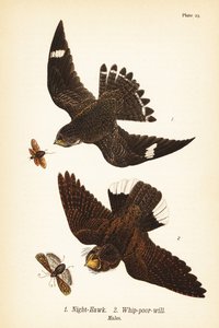 Natthauk, Chordeiles moll 1 og østlig pisk-fattig-vilje, Antrostomus vociferus, pisk-fattig-vilje 2, hanner