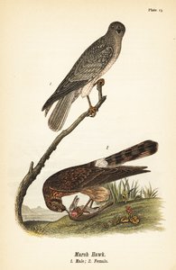 Nordhøge, Circus hudsonius av John James (after) Audubon