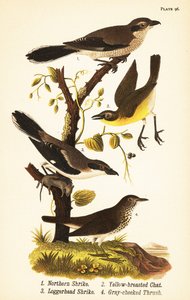 nordlig skue, Lanius borealis 1, gulbryst chat, Icteria virens 2, tømmerfugl, Lanius ludovicianus av John James (after) Audubon
