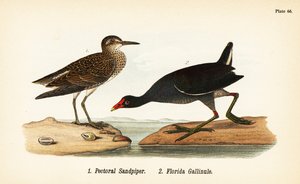 Pectoral sandpiper, Calidris melanotos 1, og vanlig gallinule, Gallinula galeata 2 av John James (after) Audubon