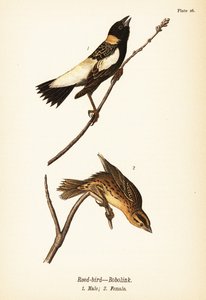 Sivfugl eller bobolink, Dolichonyx oryzivorus, hann 1, hunn 2 av John James (after) Audubon