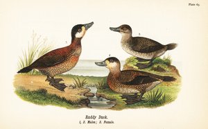 Rødand, Oxyura jamaicensis, hanner 1,2 og hunner 3 av John James (after) Audubon