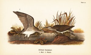 Enslig sandpipe, Tringa solitaria, hann 1, hunn 2 av John James (after) Audubon