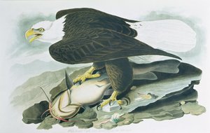 The Bald-Headed Eagle fra 