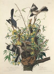 The Mocking Bird av John James (after) Audubon