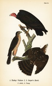 Kalkungribb, Cathartes aura 1 og Coopers hauk, Accipiter cooperii, voksen 2, ung 3
