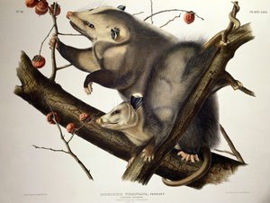 Virginian Opossum, fra 