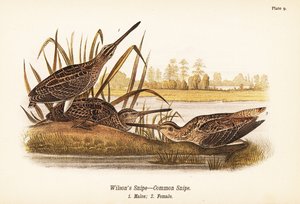 Wilsons snipe eller vanlig snipe, Gallinago delicata, hanner 1, hunner 2 av John James (after) Audubon
