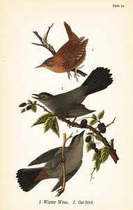 Vintersmørke, Troglodytes hiemalis 1 og grå kattfugl, Dumetella carolinensis kattefugl 2 av John James (after) Audubon