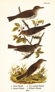Tretrost, Hylocichia mustelina 1, Swainsons trost, Catharus ustulatus 2, olivenrygg trost eller eremitttrost, Catharus guttatus 3, og gultrost eller Wilsons trost, Catharus fuscescens 4 av John James (after) Audubon