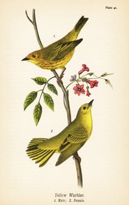 Gulsanger, Setophaga petechia, hann 1, hunn 2 av John James (after) Audubon