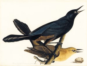 Et par Båthalede Grackles av John James Audubon