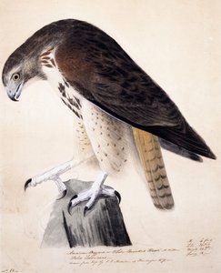 American Buzzard eller White Breasted Hawk, av John James Audubon