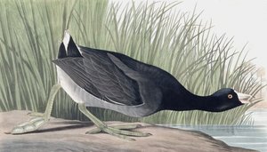 American Coot, Fulica Americana, fra "The Birds of America" av John J. Audubon, pub. 1827-38 av John James Audubon