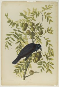 American Crow, trykt av Julien Bien og utgitt av Roe Lockwood & Son, 1861 (kromolitografi) av John James Audubon