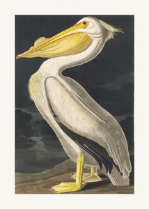 Amerikansk hvitpelikan fra *Birds of America* (1827) av John James Audubon