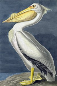 American White Pelican, Pelecanus Erythrorhynchos, fra "The Birds of America" av John J. Audubon, pub. 1827-38 av John James Audubon