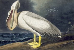 American White Pelican, Pelecanus Erythrorhynchos, fra "The Birds of America" av John J. Audubon, pub. 1827-38 av John James Audubon