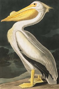 American White Pelican, Pelecanus Erythrorhynchos, fra "The Birds of America" av John J. Audubon, pub. 1827-38 av John James Audubon