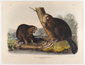 Amerikansk bever, 1844 av John James Audubon