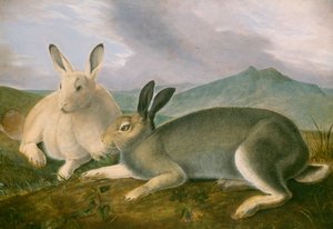 Arctic Hare, ca. 1841 (penn og svart blekk med akvarell og oljemaling på papir) av John James Audubon