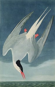 Arctic Tern, fra 