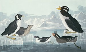 Svarthalslomvi, nobbnebbauk, krølletake, hornnebbalk, hentet fra naturen av John James Audubon