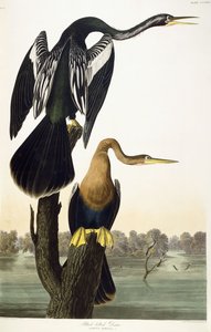Svart-bellied Darter, 1836 av John James Audubon