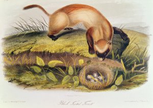 Svartfot ilder fra Quadrupeds of North America (1842-5) av John James Audubon