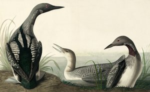 Blackthroated Diver, Colymbus Arcticus, fra "The Birds of America" av John J. Audubon, pub. 1827-38 av John James Audubon