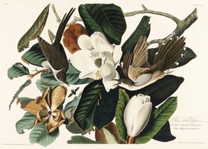 Svartnebbet gjøk fra *Birds of America* (1827) av John James Audubon