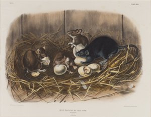 Svart rotte, ca. 1845 av John James Audubon