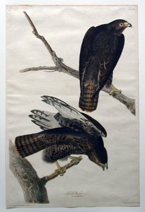 Svart kriger (nr. 18) av John James Audubon