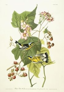 Svart og gul sangsanger og blomstrende bringebær, ca. 1826-1838 av John James Audubon