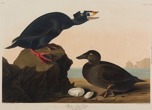 Black or Surf Duck, 1836 (wc på papir) av John James Audubon