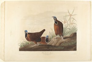 Blåhodet due av John James Audubon