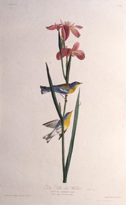 Blågulryggsanger. Fra The Birds of America, 1827-1838. av John James Audubon