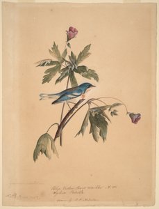 av John James Audubon