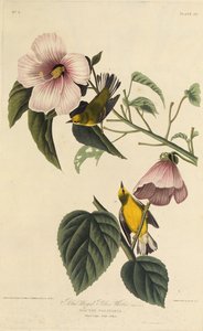 Blåvinget gulsanger. Fra The Birds of America, 1827-1838. av John James Audubon