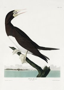 Booby Gannet fra *Birds of America* (1827) av John James Audubon
