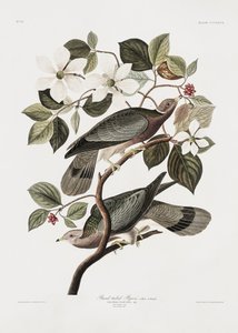 Merket «Tailed Pigeon» fra *Birds of America* (1827) av John James Audubon