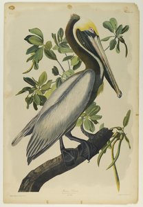 Brown Pelican, trykt av Julien Bien og utgitt av Roe Lockwood & Son, 1861 (kromolitografi) av John James Audubon